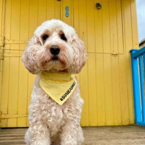 #SHAREASMILE Dog Bandanas
