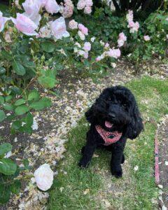 @kino_the_cockapoo